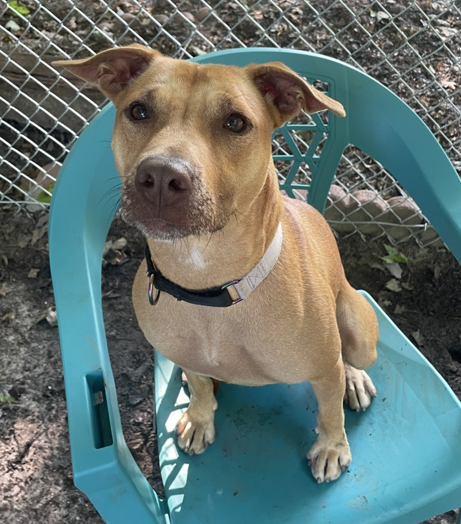 Galaga, an adoptable Pit Bull Terrier in Berlin, MD, 21811 | Photo Image 3