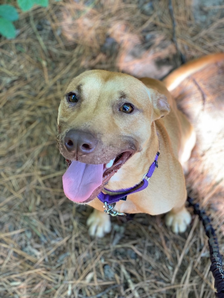 Galaga, an adoptable Pit Bull Terrier in Berlin, MD, 21811 | Photo Image 4