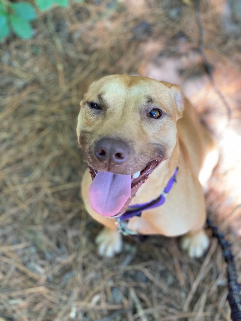 Galaga, an adoptable Pit Bull Terrier in Berlin, MD, 21811 | Photo Image 5