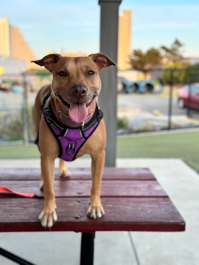 Galaga, an adoptable Pit Bull Terrier in Berlin, MD, 21811 | Photo Image 5