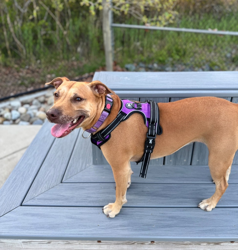 Galaga, an adoptable Pit Bull Terrier in Berlin, MD, 21811 | Photo Image 6
