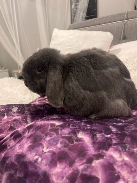 Rabbit for adoption - Livia, a Holland Lop in Los Angeles, CA | Petfinder