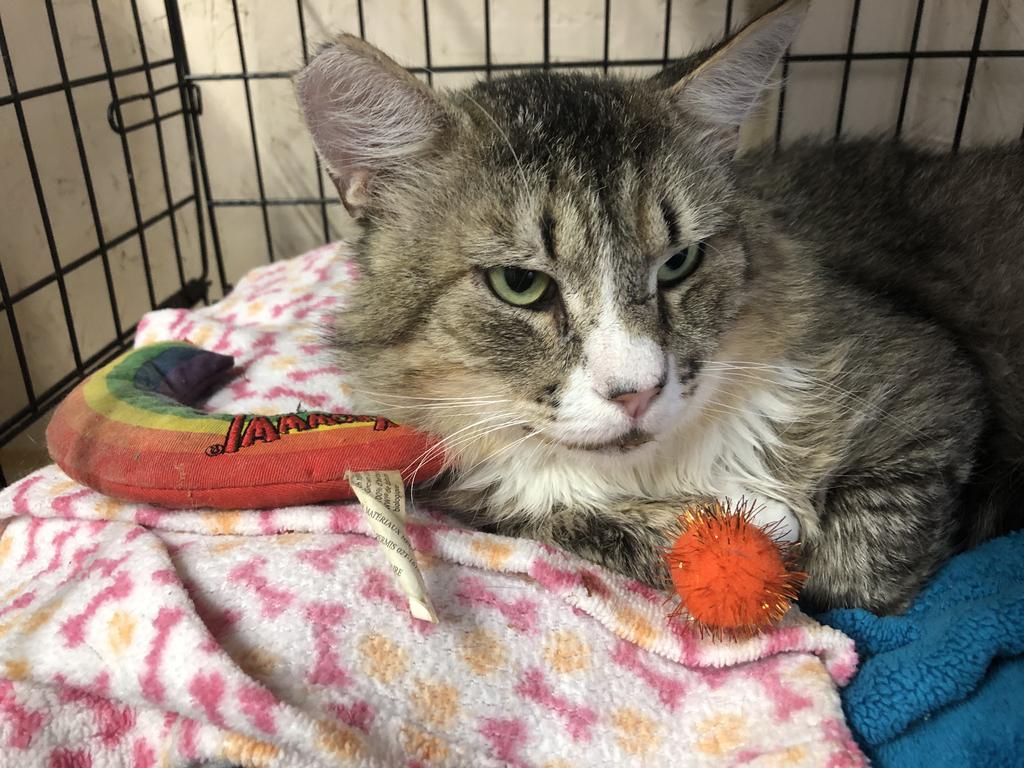 Rokko, an adoptable Domestic Long Hair in Sherwood, OR, 97140 | Photo Image 1