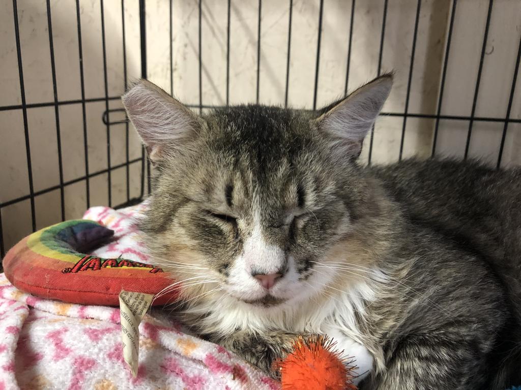 Rokko, an adoptable Domestic Long Hair in Sherwood, OR, 97140 | Photo Image 2