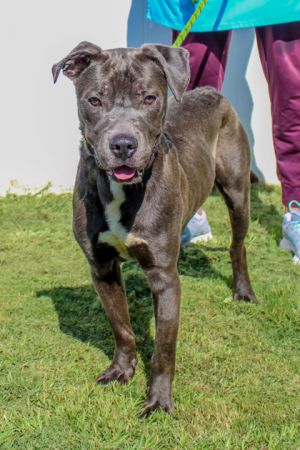 Normandy is one of those guys who comes to life outside of his kennel Hes sweet and friendly youn