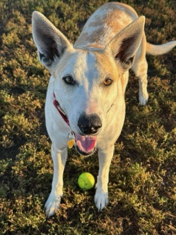 Hamburgler, an adoptable Australian Shepherd, Great Pyrenees in De Soto, IA, 50069 | Photo Image 1