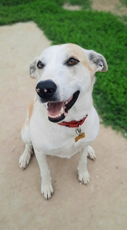 Hamburgler, an adoptable Australian Shepherd, Great Pyrenees in De Soto, IA, 50069 | Photo Image 2