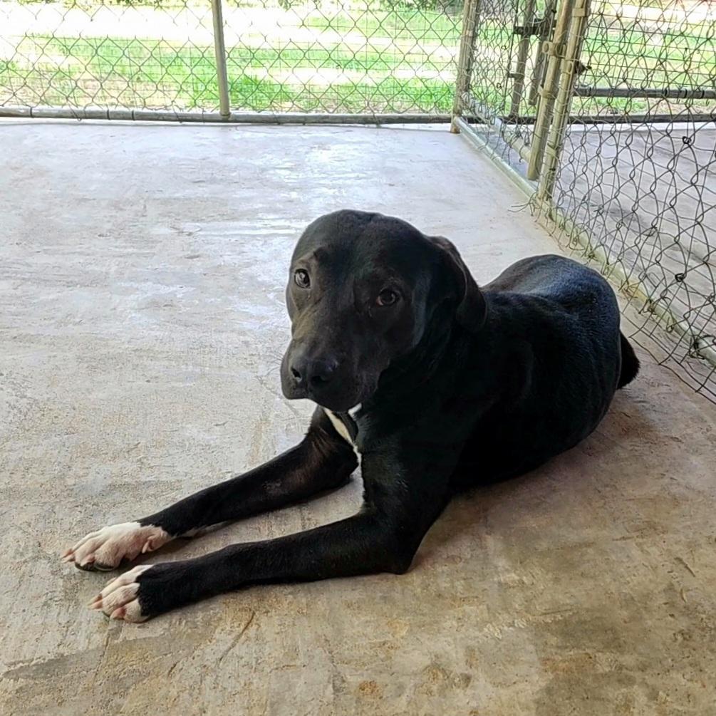 Apollo, an adoptable Labrador Retriever in Ruston, LA, 71270 | Photo Image 1