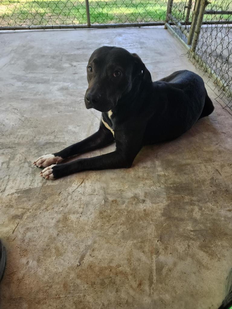 Apollo, an adoptable Labrador Retriever in Ruston, LA, 71270 | Photo Image 2