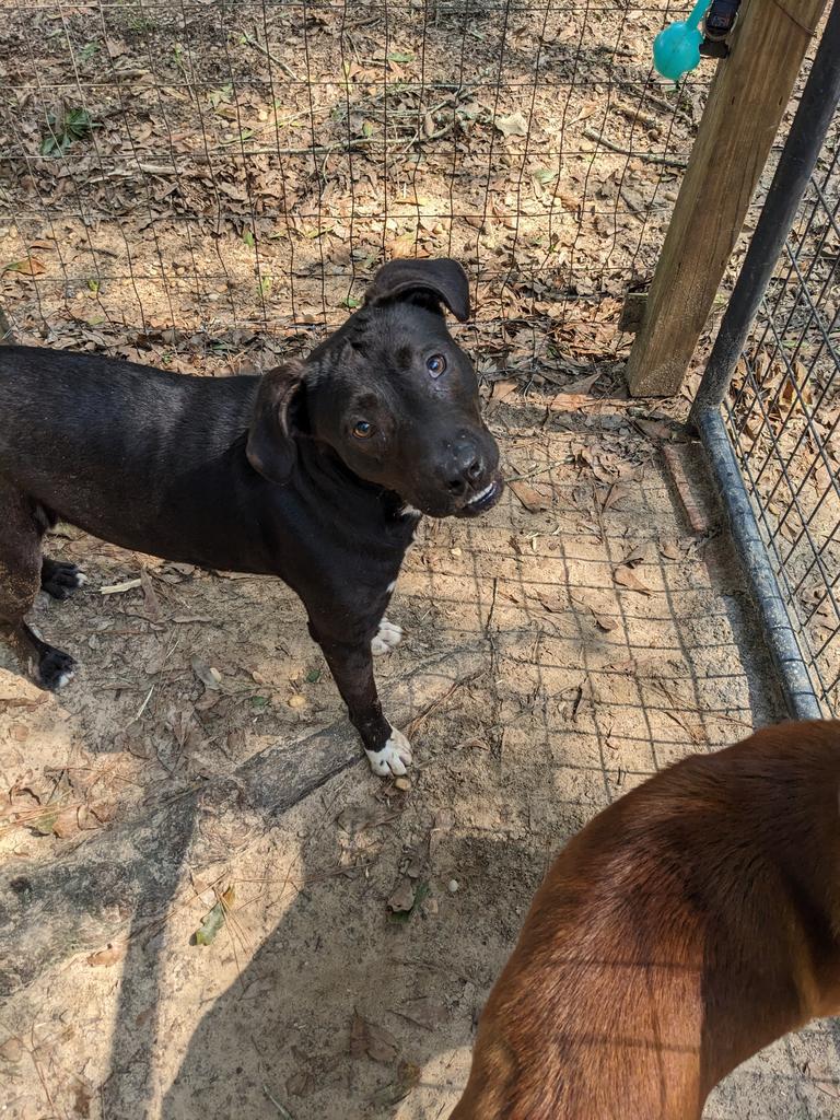 Apollo, an adoptable Labrador Retriever in Ruston, LA, 71270 | Photo Image 3