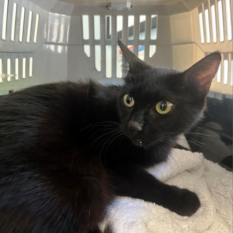 Vapor, an adoptable Domestic Short Hair in Green Cove Springs, FL, 32043 | Photo Image 2