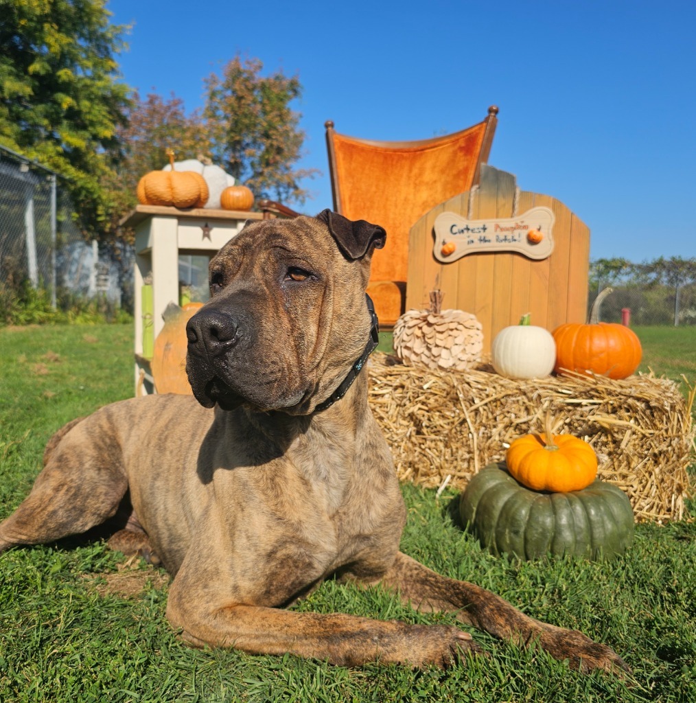 Angus, an adoptable Shar-Pei, Mixed Breed in Sprakers, NY, 12166 | Photo Image 1