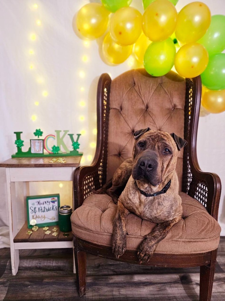 Angus, an adoptable Shar-Pei, Mixed Breed in Sprakers, NY, 12166 | Photo Image 1