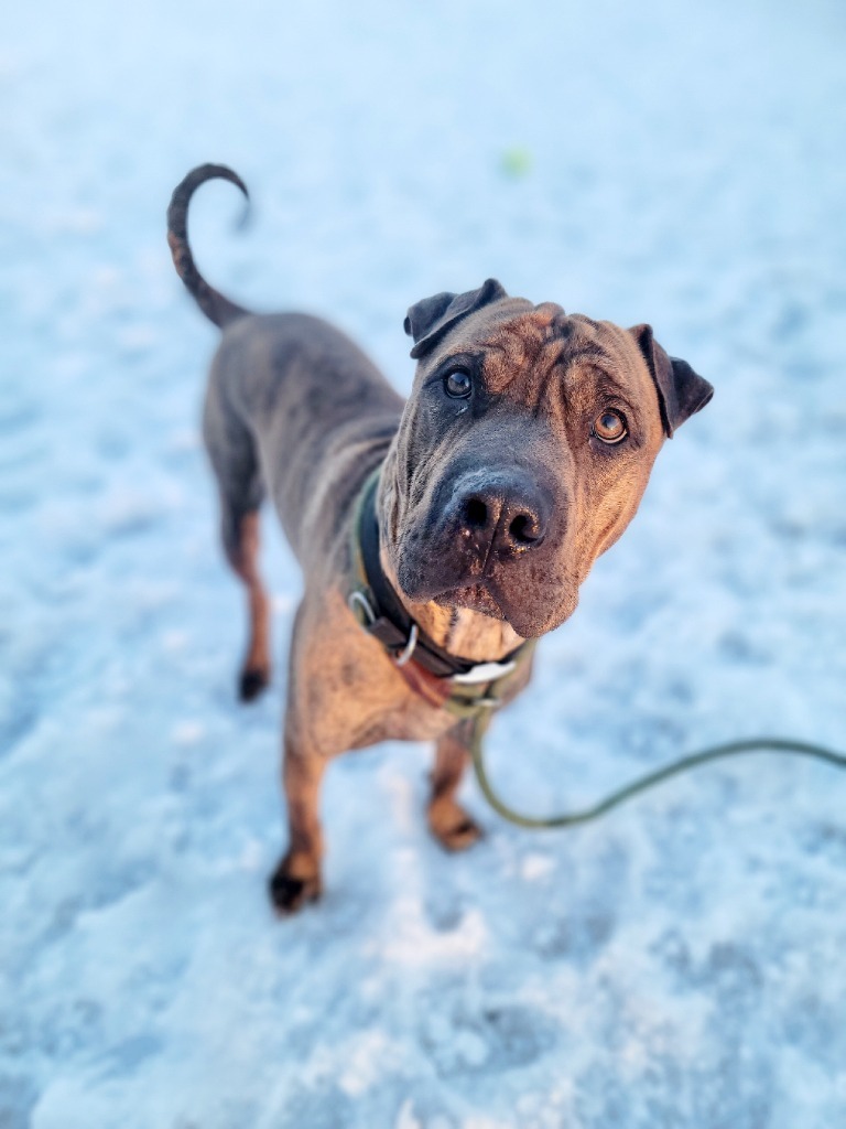 Angus, an adoptable Shar-Pei, Mixed Breed in Sprakers, NY, 12166 | Photo Image 2