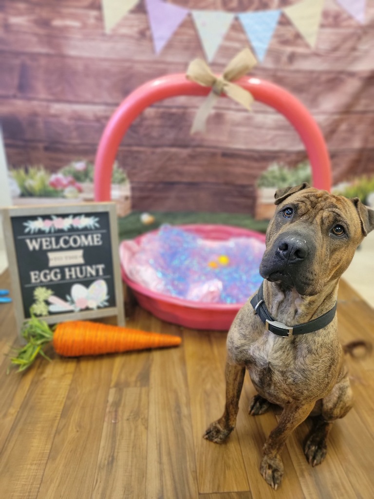 Angus, an adoptable Shar-Pei, Mixed Breed in Sprakers, NY, 12166 | Photo Image 3