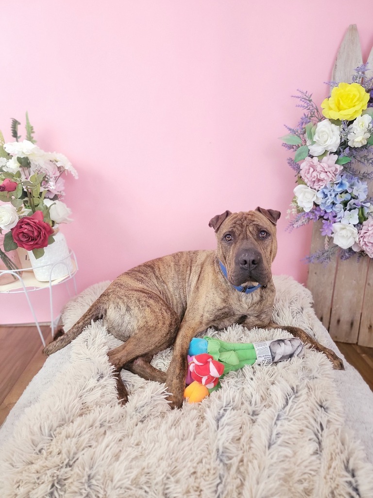 Angus, an adoptable Shar-Pei, Mixed Breed in Sprakers, NY, 12166 | Photo Image 4