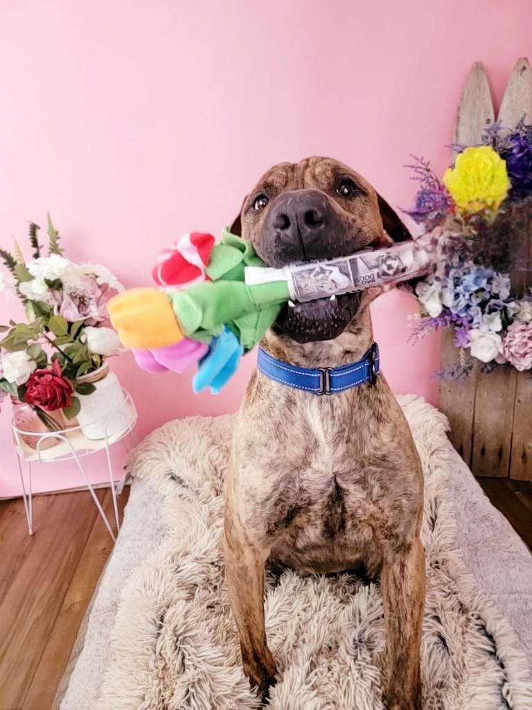 Angus, an adoptable Shar-Pei, Mixed Breed in Sprakers, NY, 12166 | Photo Image 5