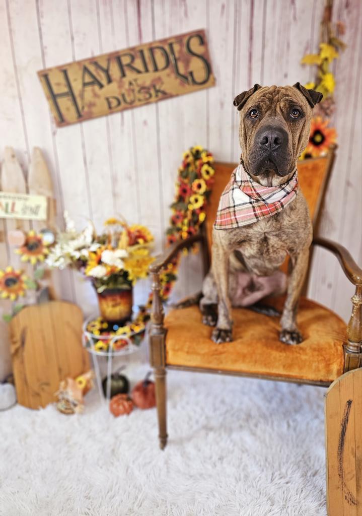 Angus, an adoptable Shar-Pei, Mixed Breed in Sprakers, NY, 12166 | Photo Image 6