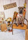 Angus photo 6