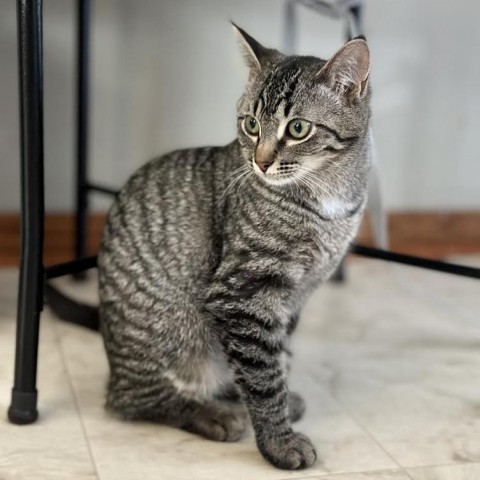 Moira, an adoptable Domestic Short Hair in Rochester, MN, 55903 | Photo Image 1