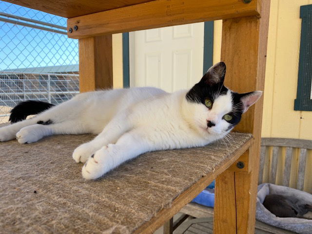 Cannoli, an adoptable Domestic Short Hair, Turkish Van in Escondido, CA, 92026 | Photo Image 2