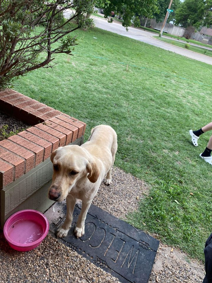 Dog for adoption Gernot, a Yellow Labrador Retriever Mix in Plainview