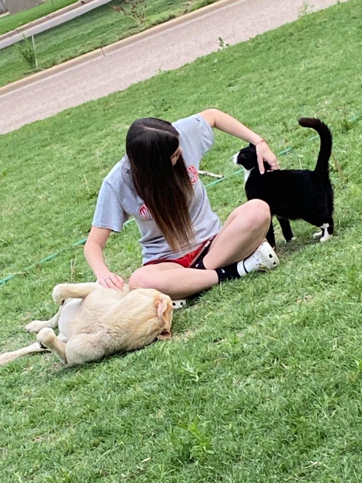 Dog for adoption Gernot, a Yellow Labrador Retriever Mix in Plainview