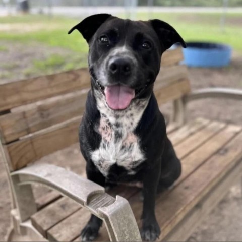 Chex, an adoptable Mixed Breed in Milton, FL, 32583 | Photo Image 1