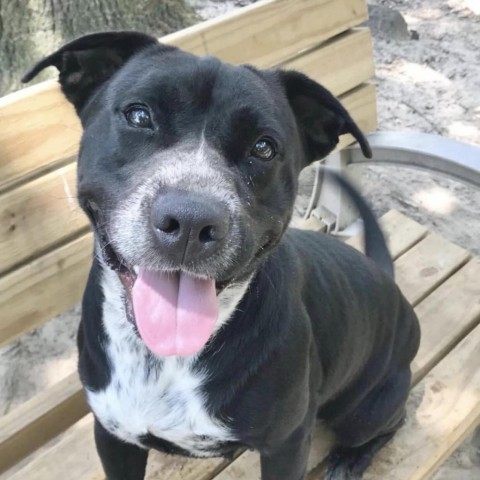 Chex, an adoptable Mixed Breed in Milton, FL, 32583 | Photo Image 2