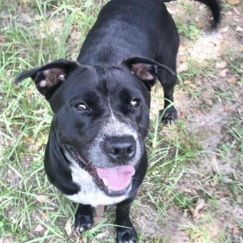 Chex, an adoptable Mixed Breed in Milton, FL, 32583 | Photo Image 3