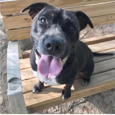 Chex, an adoptable Mixed Breed in Milton, FL, 32583 | Photo Image 4