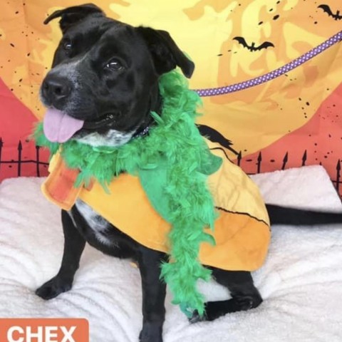 Chex, an adoptable Mixed Breed in Milton, FL, 32583 | Photo Image 5