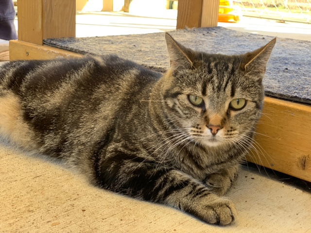 Dizzy, an adoptable Domestic Short Hair in Escondido, CA, 92026 | Photo Image 1