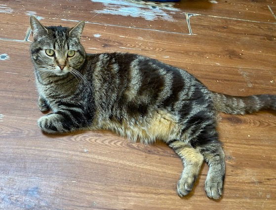 Dizzy, an adoptable Domestic Short Hair in Escondido, CA, 92026 | Photo Image 2