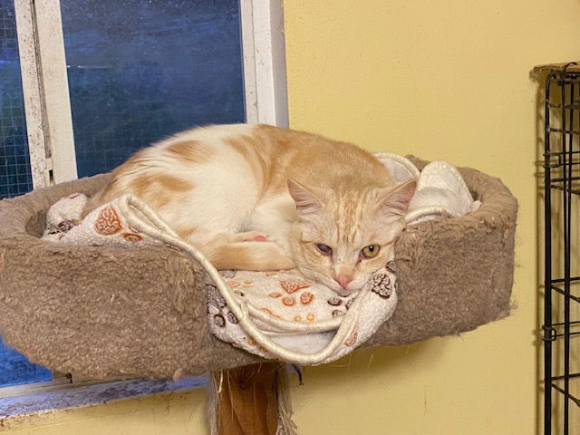 Felix, an adoptable Domestic Short Hair in Escondido, CA, 92026 | Photo Image 1
