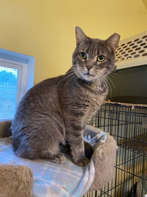 Lulu, an adoptable Tabby in Escondido, CA, 92026 | Photo Image 1
