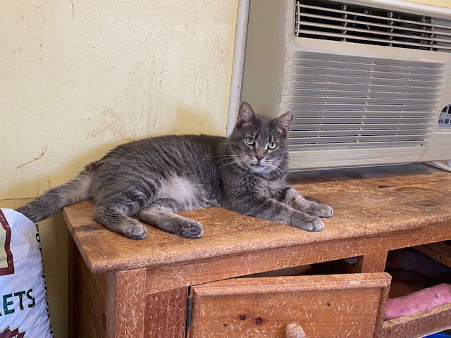 Lulu, an adoptable Tabby in Escondido, CA, 92026 | Photo Image 2