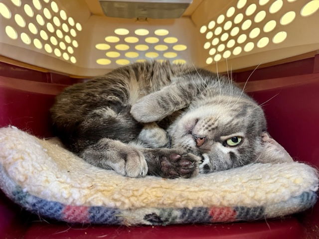 Lulu, an adoptable Tabby in Escondido, CA, 92026 | Photo Image 3