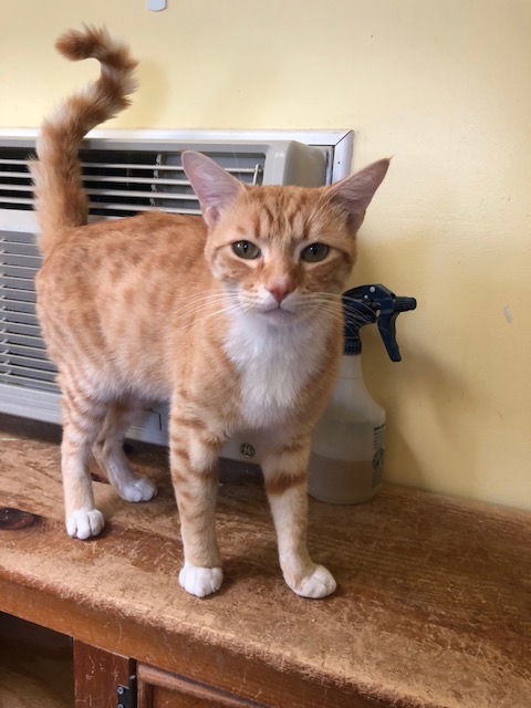 Slider, an adoptable Domestic Short Hair in Escondido, CA, 92026 | Photo Image 2