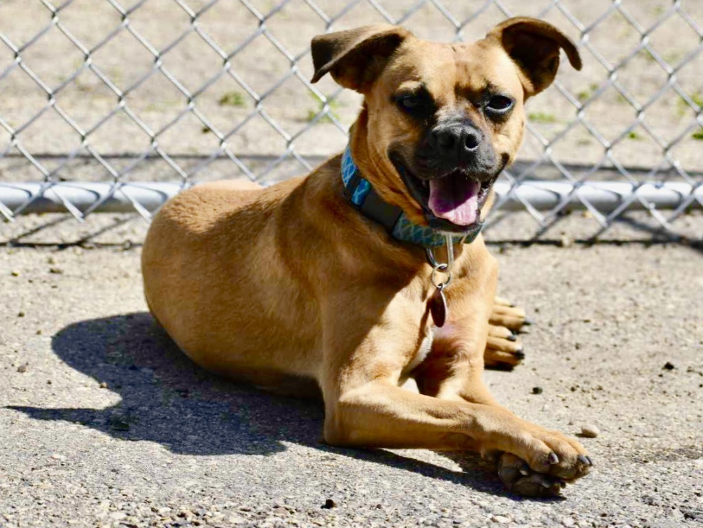 Maggie, an adoptable Beagle, Boxer in Edmonton, AB, T5B 2B7 | Photo Image 1