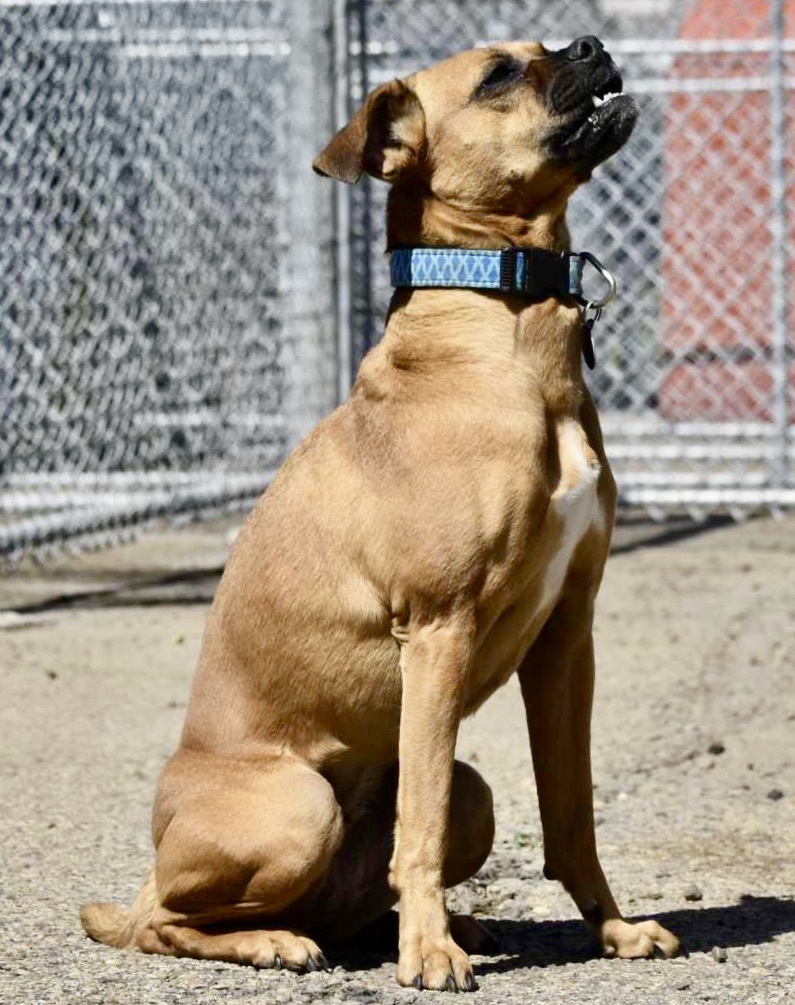 Maggie, an adoptable Beagle, Boxer in Edmonton, AB, T5B 2B7 | Photo Image 4