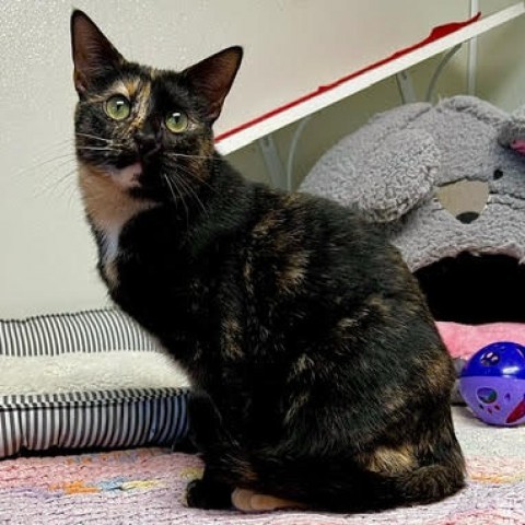 Trixie, an adoptable Domestic Short Hair in Fletcher, NC, 28732 | Photo Image 1