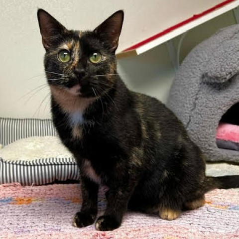 Trixie, an adoptable Domestic Short Hair in Fletcher, NC, 28732 | Photo Image 2