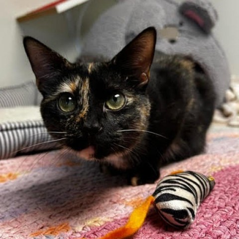 Trixie, an adoptable Domestic Short Hair in Fletcher, NC, 28732 | Photo Image 3