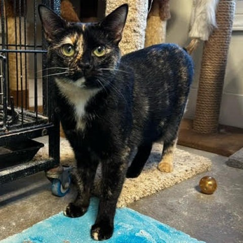 Trixie, an adoptable Domestic Short Hair in Fletcher, NC, 28732 | Photo Image 5