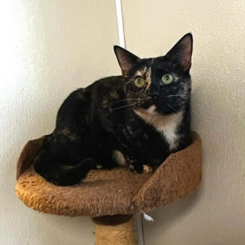 Trixie, an adoptable Domestic Short Hair in Fletcher, NC, 28732 | Photo Image 6