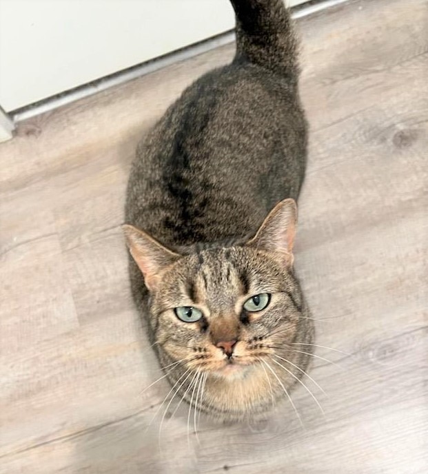 Suki, an adoptable Domestic Short Hair in Ogden, UT, 84409 | Photo Image 1