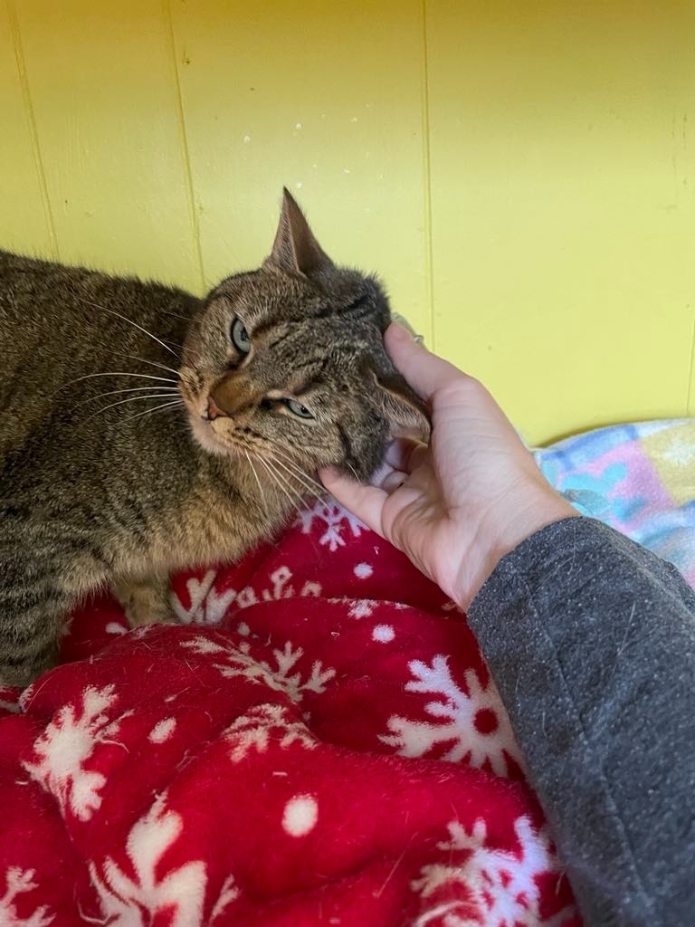 Suki, an adoptable Domestic Short Hair in Ogden, UT, 84409 | Photo Image 2