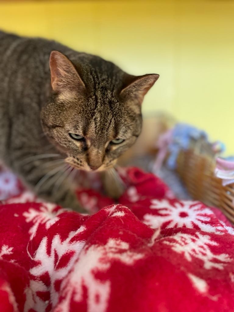 Suki, an adoptable Domestic Short Hair in Ogden, UT, 84409 | Photo Image 3