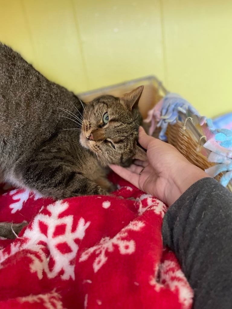 Suki, an adoptable Domestic Short Hair in Ogden, UT, 84409 | Photo Image 4